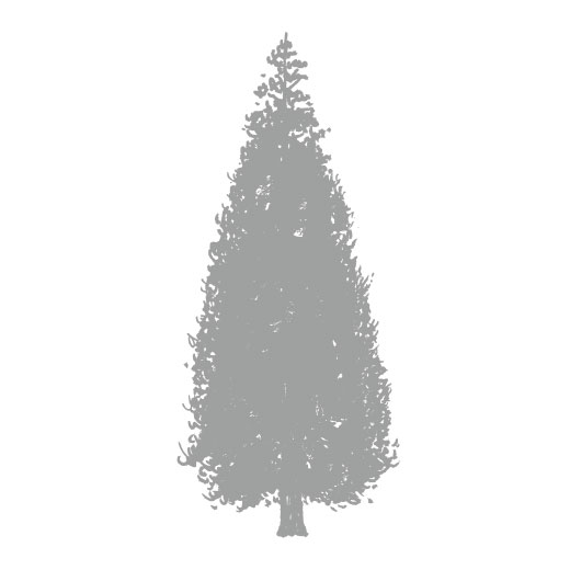 Cryptomeria japonica