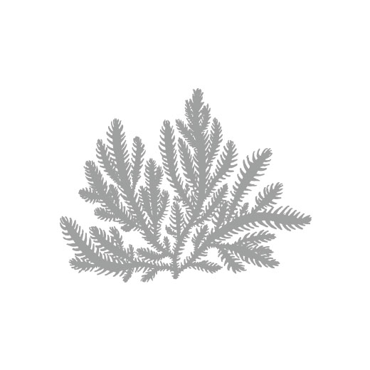 Delisea japonica