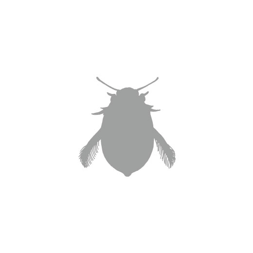 Hydroglyphus japonicus