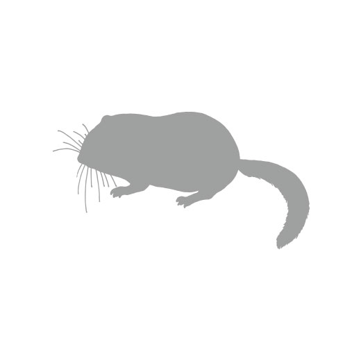Glirulus japonicus