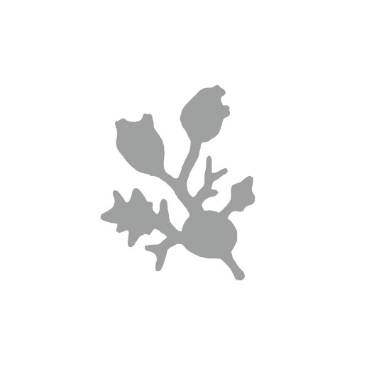 Perophora japonica