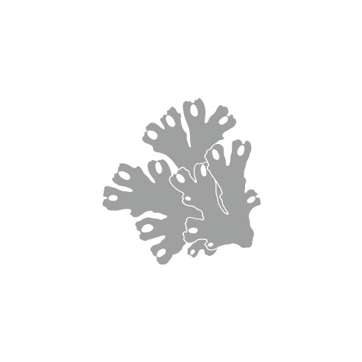 Conocephalum conicum
