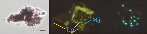 thermophile