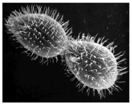 Tetrahymena